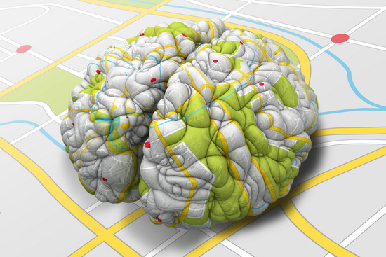Что такое нейропластичность?